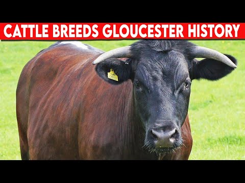 , title : '⭕ Cattle Breeds Gloucester History  ✅  Cattle Gloucester  // Bulls'