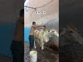 Morning Routine Desi Vlog Dailyvlog Desi Shrots Manishdesifitness Roots Trending Virulshorts