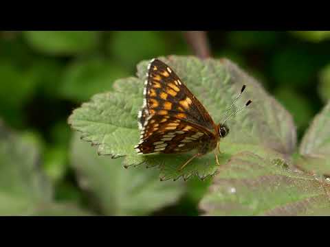 Duke of Burgundy (Hamearis lucina)