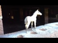 The SILVER Brumby