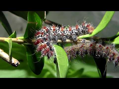 Wow! Ludiinae (Saturniidae)! A video of Holocerina and Ludia