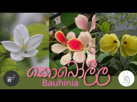 Bauhinia | කොබෝලීල | කොලම | මලෙක වරුණ | A beauty of a flower