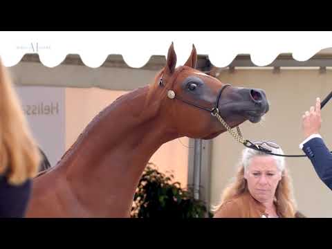 MAAYER ALJASSIMYA - Gold Champion Yearling Colt at Prague Intercup 2021