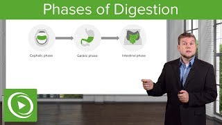Phases of Digestion – Gastrointestinal System | Lecturio