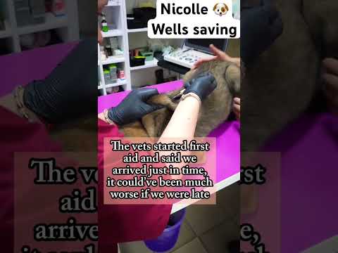 For any help consider donating link in bio to save a stray life in Los Angeles #rescuelife