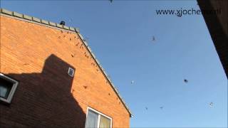 preview picture of video 'House Martins around the house'