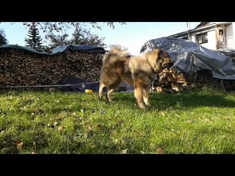 The Guardian dog Ahmar Han ( Caan )