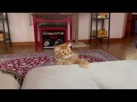 Cat videos funny 💃😃Videos for catsv#funnycats #dancingcat #catlovers