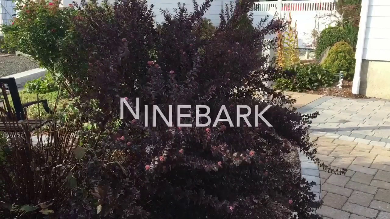 Landscape ideas Ninebark shrub - YouTube