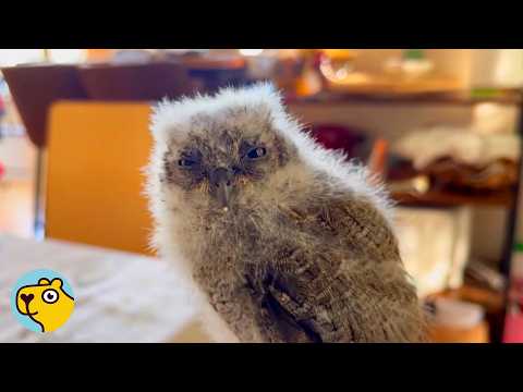 Rescued Baby Owl Becomes Her Mom's Little Shadow