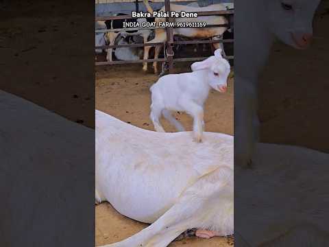 Cute Goat Kids Playing♥️ #bakraeid #bakraeid2025 #bakraeidspecial #bakra #goats #trending #cute
