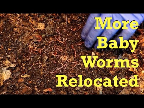 82-day red wiggler worm bin fed & revisiting its nursery - vermicompost