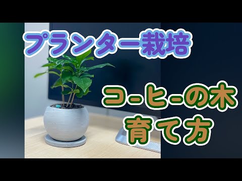 コーヒーかすはブーゲンビリアに適していますか?植物に肥料を与えるための最良のヒント  庭園