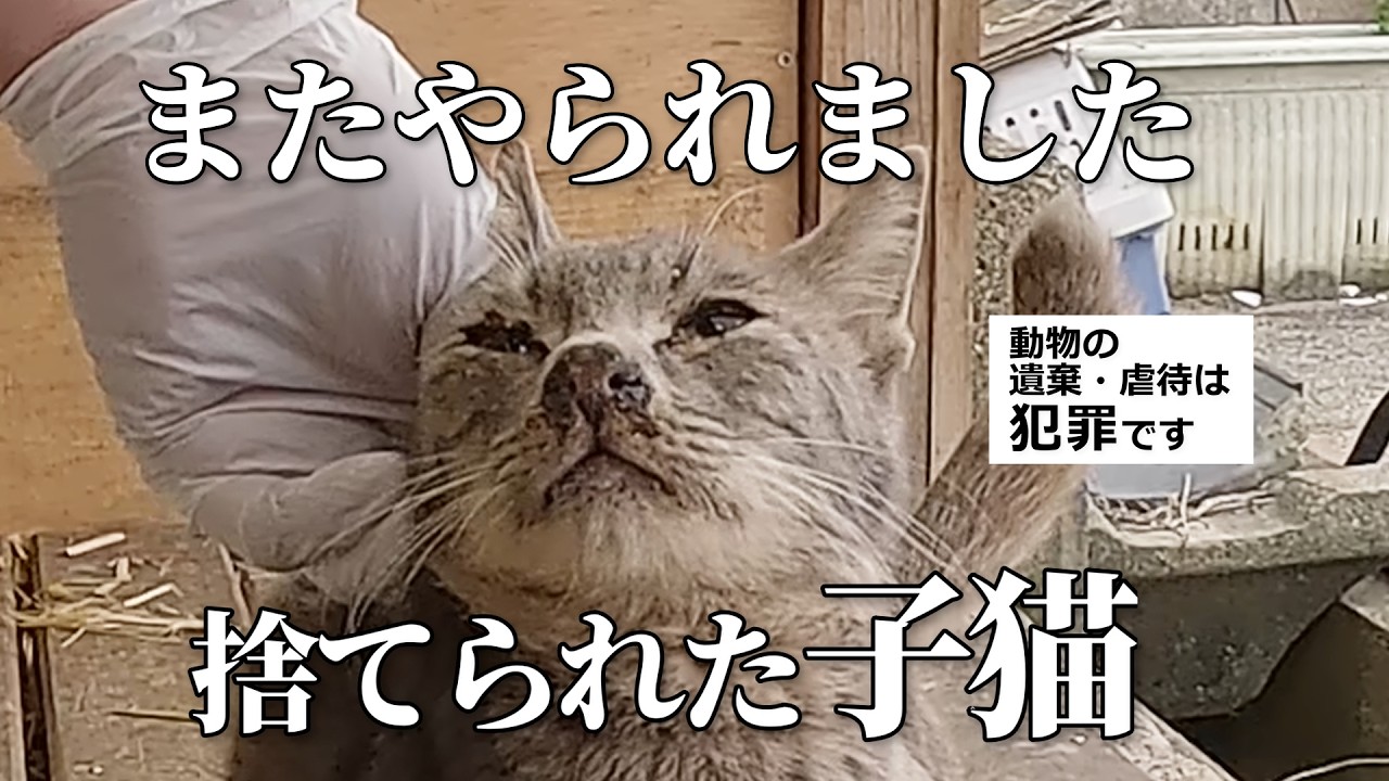 「またやられた」皮膚病を患った子猫がまた捨てられていました・・・#保護猫 #cat