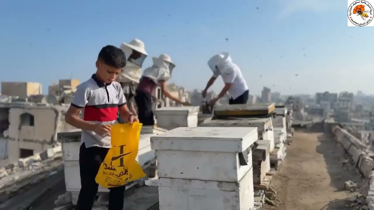 مربي النحل في غزه معاناة كبيرة و صمود رغم الظروف و القdصف