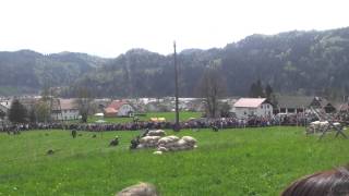 preview picture of video 'Battle for Žiri/Bitka v Žireh 28.4.2013 - reenactment/uprizoritev'