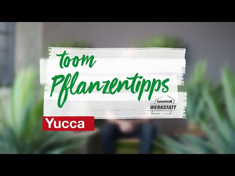 toom Pflanzentipps: Yucca | toom Baumarkt