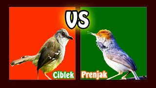 Download lagu CIBLEK VS PRENJAK... mp3