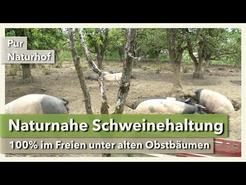 Naturnahe Schweinehaltung - Freilandschweine unter Obstbäumen | Pur Naturhof | Interview 1 | 2021