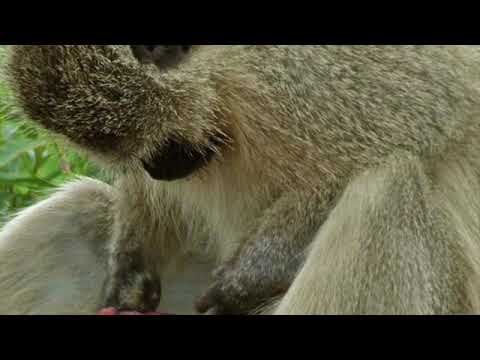 YANGMETASTASI - ASTINENZA SESSUALE