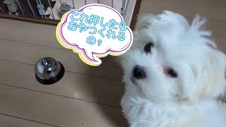 【マルチーズ】呼び鈴挑戦！【犬】