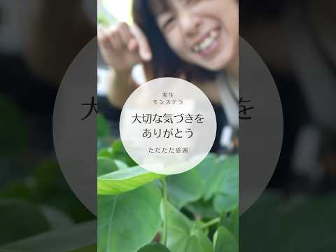 青赤石の種 植物