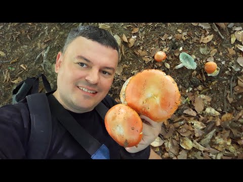 BLAGVA - Ovo morate Vidjeti / Amanita caesarea