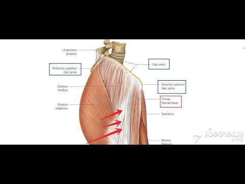 Thigh muscles lateral view 2