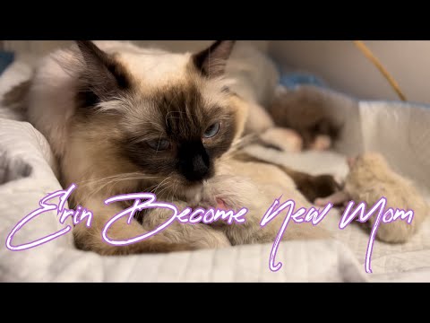 First Time My Ragdoll Giving Birth To Five Kittens | Erin First Labor Experiance😍