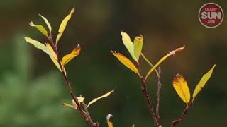 A Little Bit Of Snow