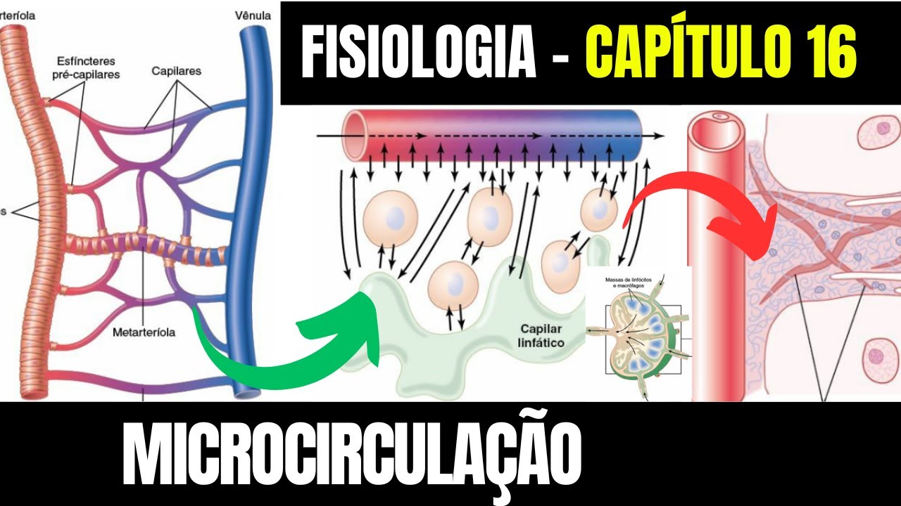 A MICROCIRCULAÇÃO E O SISTEMA LINFÁTICO: Trocas capilares - Fisiologia (Capítulo 16) │ Guyton e Hall