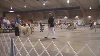 preview picture of video 'Steppin'Wolf Irish Wolfhounds at Southaven MS July 18, 2010'