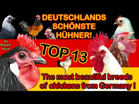 TOP 13: Most beautiful breeds of chickens from Germany with crowing roosters for comparison