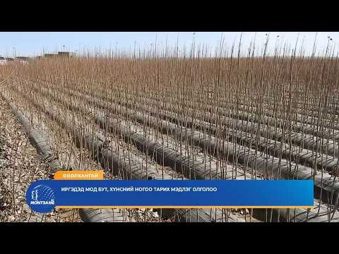 ӨВӨРХАНГАЙ: Иргэдэд мод бут, нарийн ногоо тарих мэдлэг олголоо