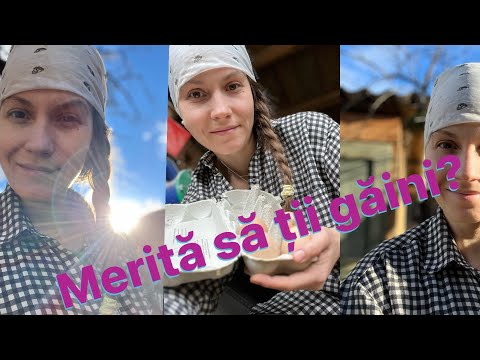 Cât ai putea câștiga din 10 găini?/Viata la tara