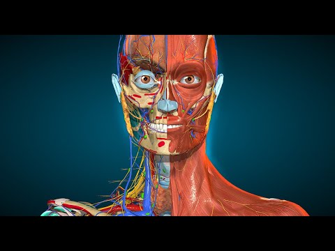 Anatomy Learning - 3D Anatomy Video