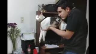 Cat Machine Gun 😅 Humans vs Animals Funny Compilation |