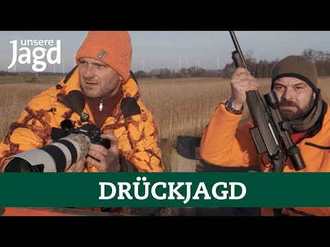 Driven hunt | 77 head of game bagged by 16 hunters | Pro tips for driven hunts