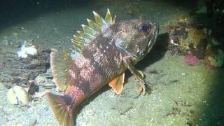 preview picture of video 'Seaperch scorpion fish NZ NINE DIVES scuba trip filmed by John Welch.AVI'