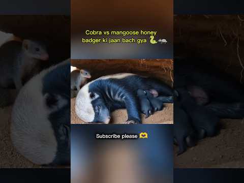 Honey Badger vs Cobra 🐍 लेकिन असली हीरो निकला मुंगूस!#viral#viralvideo#trending#shortfeed#fyp#facts