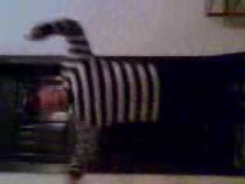 Ardian Gaxha - Fissi