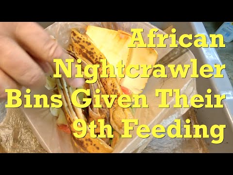 13 week old ANC worm bins fed after 12 days - vermicompost