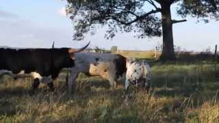 preview picture of video 'Grab Bag vs. Trip Wire- Texas Longhorn bulls at Heaven On Earth Ranch'