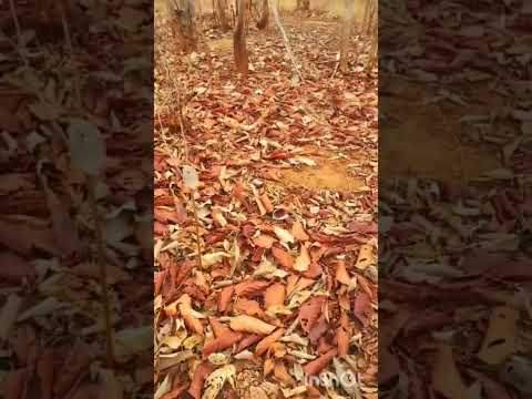 #Caatinga. Contraste da seca e das chuvas. Belo Campo, BA.
