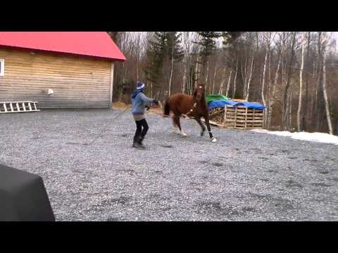 Boundless by Belissimo M learning to longe