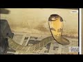 UH OH Deadly 8 Foot King Cobra On The Loose In Florida