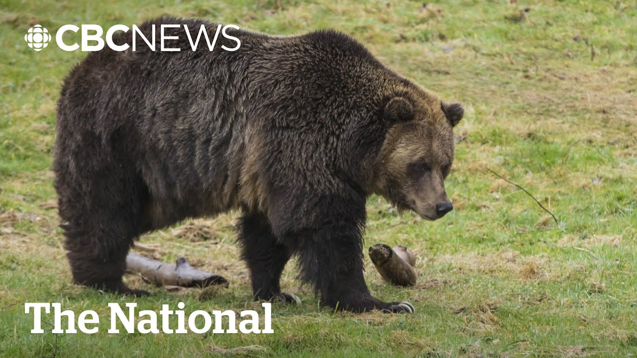 B.C. couple survives grizzly bear attack