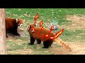 The Red Panda was suddenly attacked while eating apple