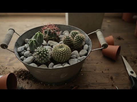 Vlog 04:  DIY Cactus Garden + Berlin's Botanical Garden