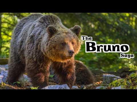 The World's Most Controversial Bear🐻 | All About Bruno, Bear JJ1 | Deep Dive | Animal Nerd Podcast